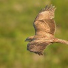 Kane lesni - Buteo buteo - Common Buzzard 1138
